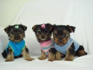 Adorable Yorkie Puppies For Sale 